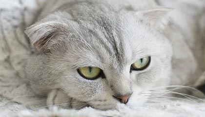 开云-川超成都队大名单以“00”后为主 最大37岁最小18岁｜阿刁喜欢看球