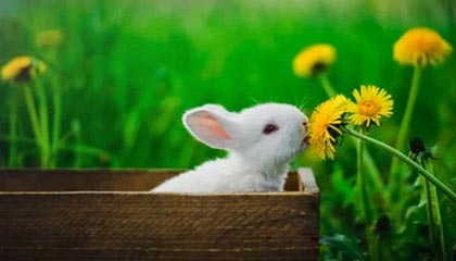 开云-川超成都队大名单以“00”后为主 最大37岁最小18岁｜阿刁喜欢看球